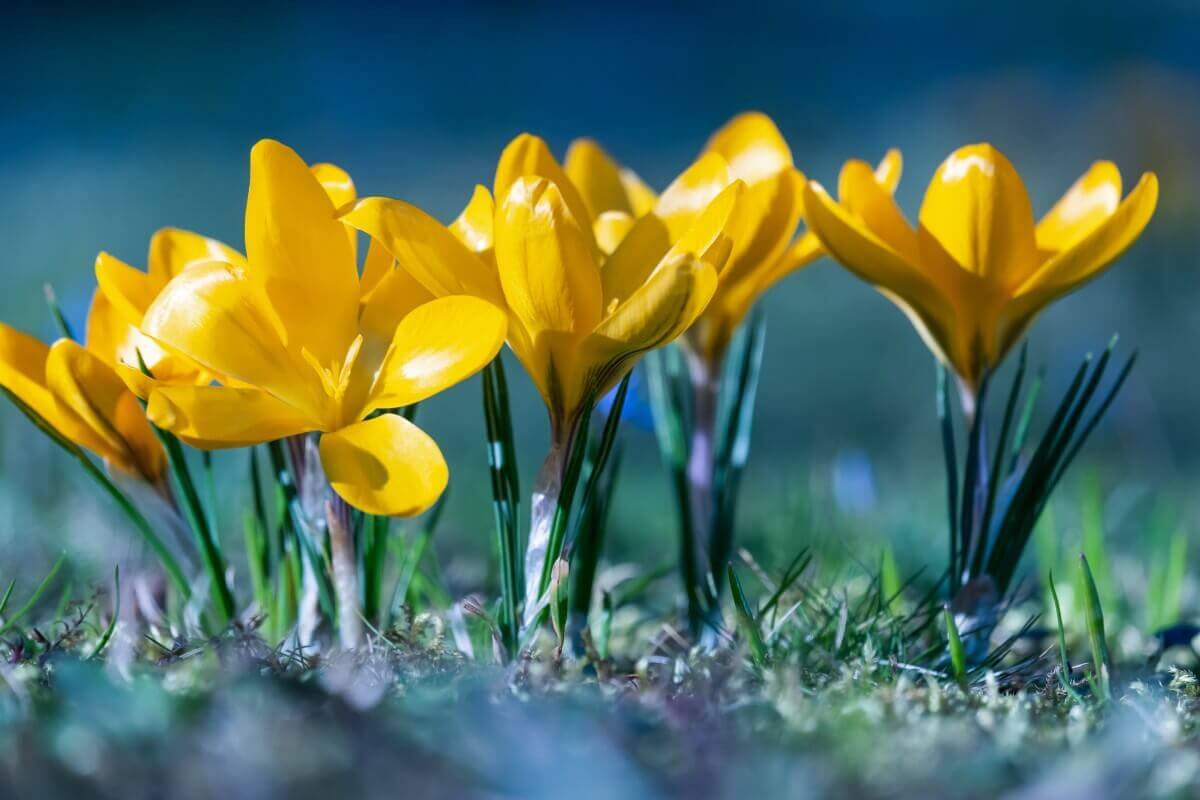 fleurs jaune de crocus