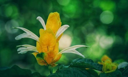 Quelles fleurs planter en septembre dans un jardin d’extérieur ?