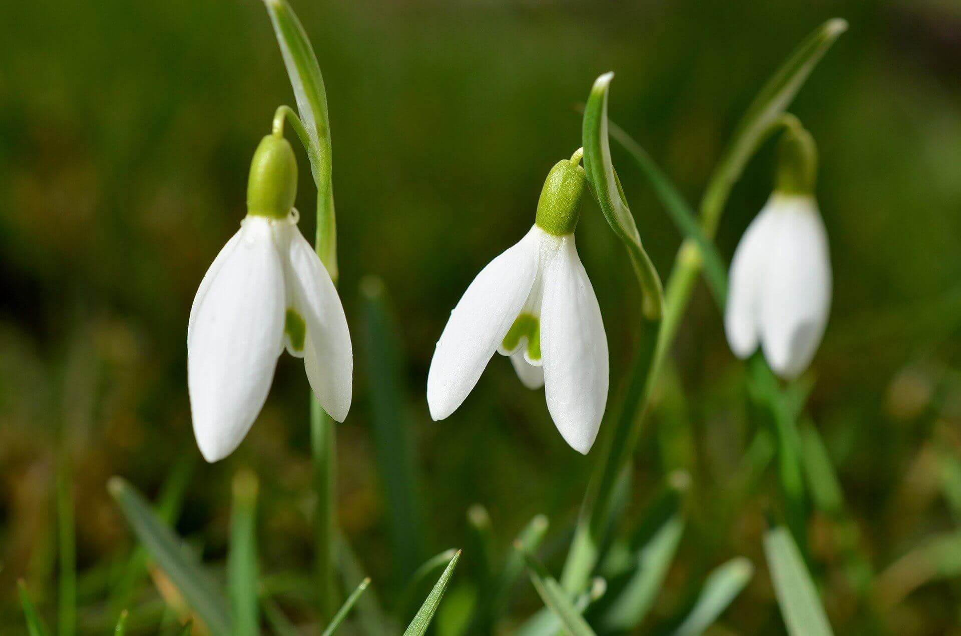 floraison du perce-neige