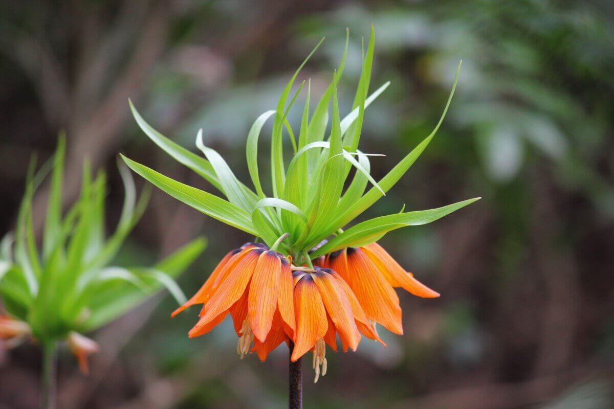 floraison de la fritillaire