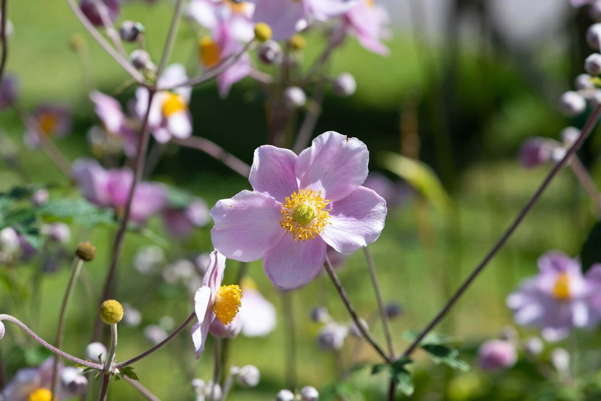 fleurs de l'anémone japonaise