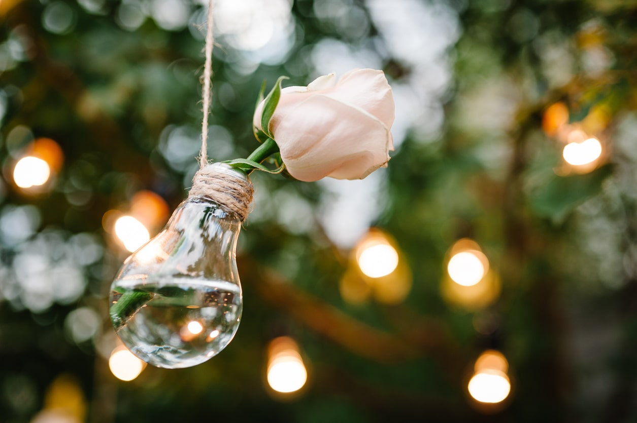 une tige de rose dans une lampe