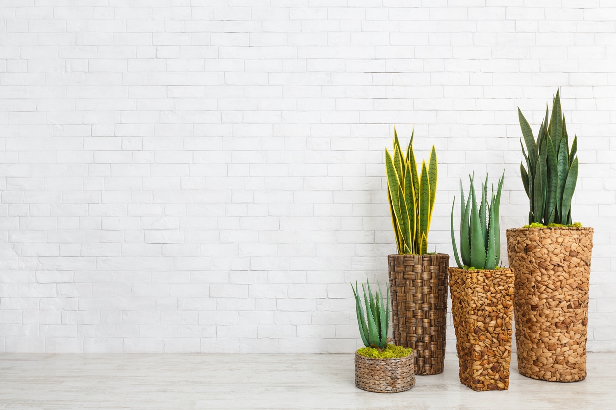 Plantes d'intérieur - salon africain