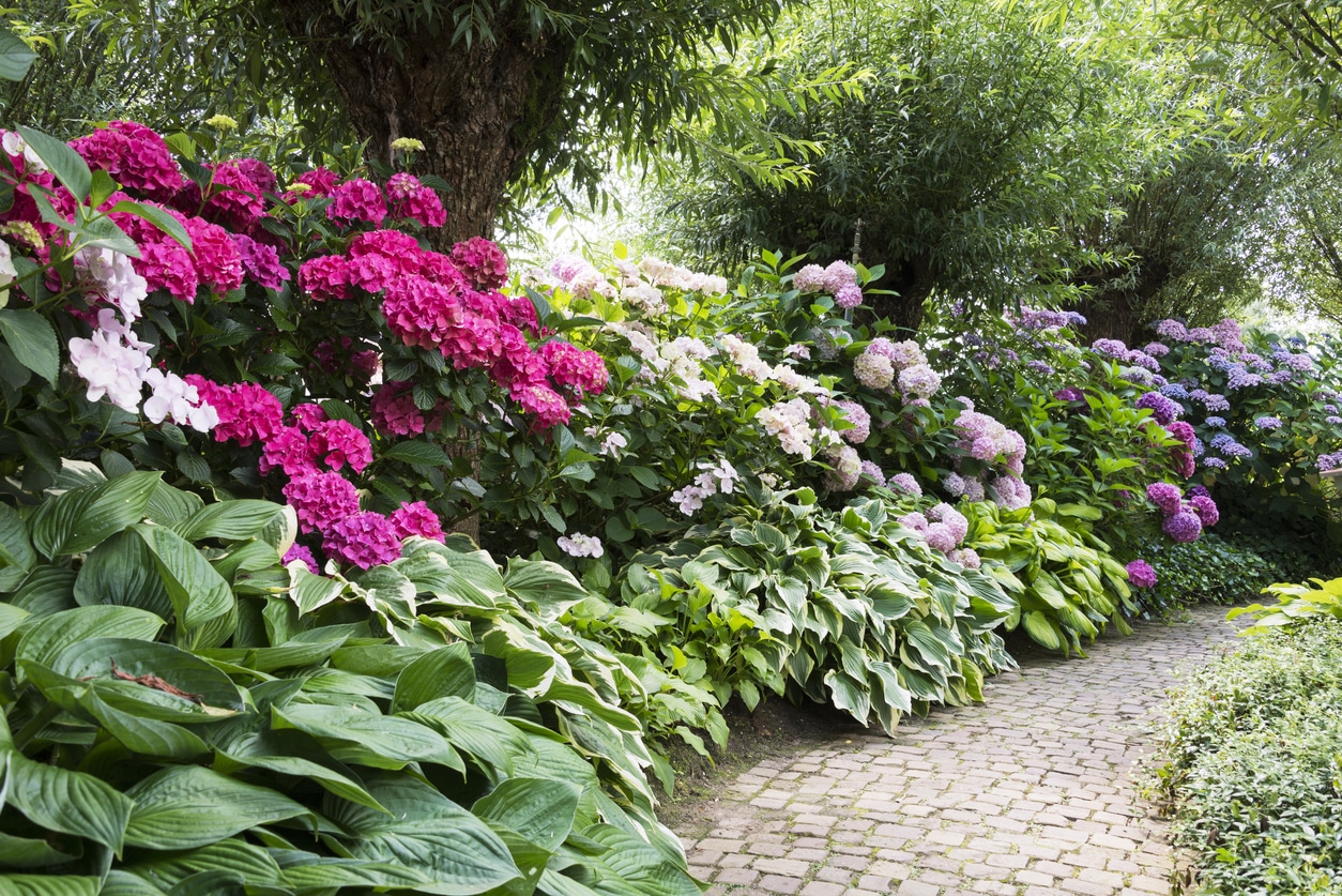 Rododendrons