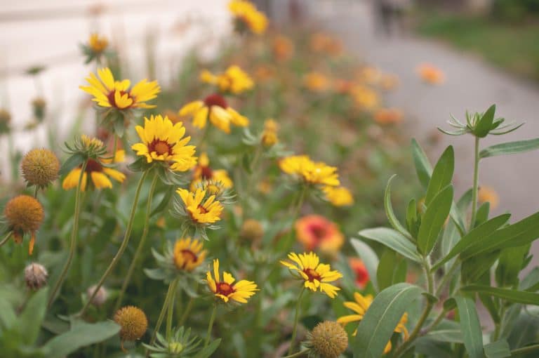10 fleurs à planter en avril dans un jardin d'extérieur
