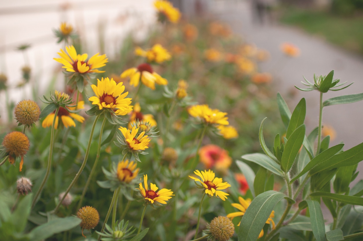 tournesol - hélianthus