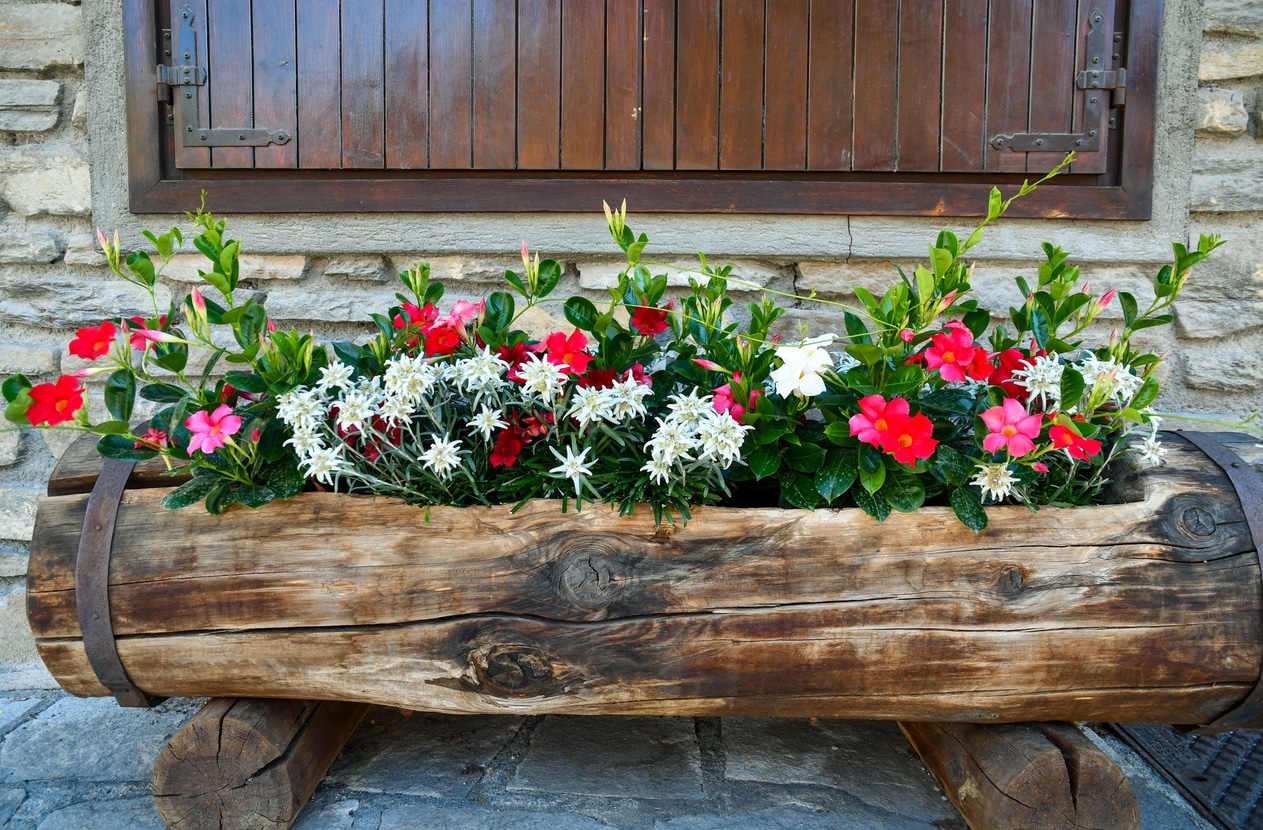 Quelles fleurs d'été en jardinière plein soleil ?