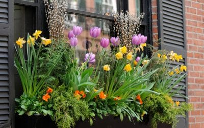 Quelles fleurs d’été pour une jardinière en plein soleil ?