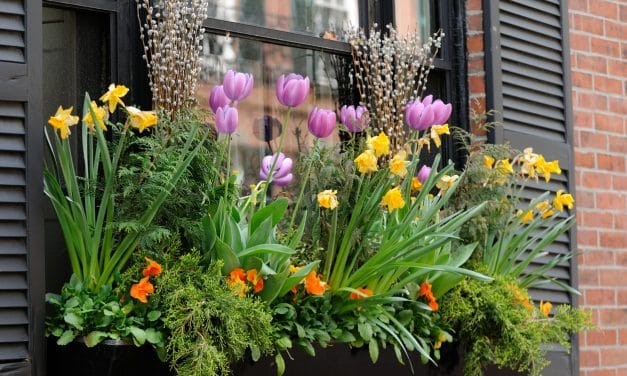 Quelles fleurs d’été pour une jardinière en plein soleil ?