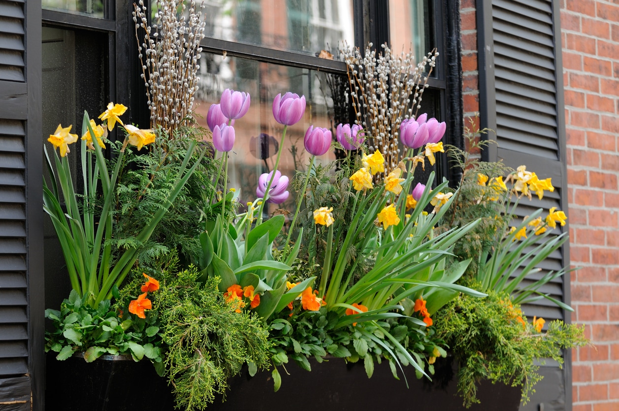 Quelles fleurs d'été en jardinière plein soleil ?