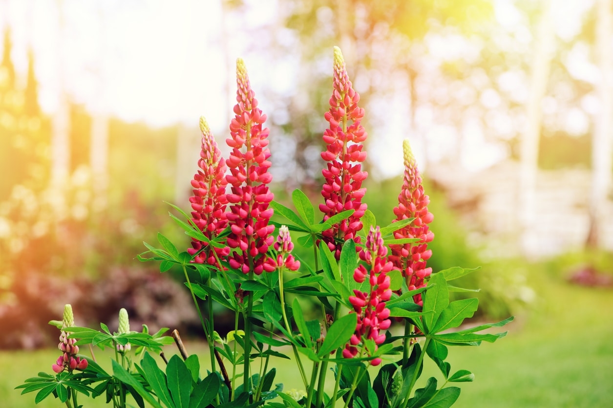 lupin - jardin ensoleillé