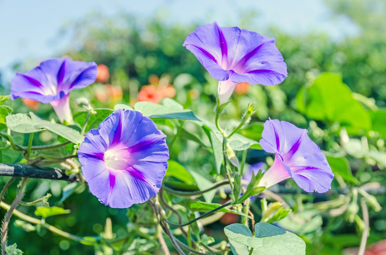 floraison - volubilis