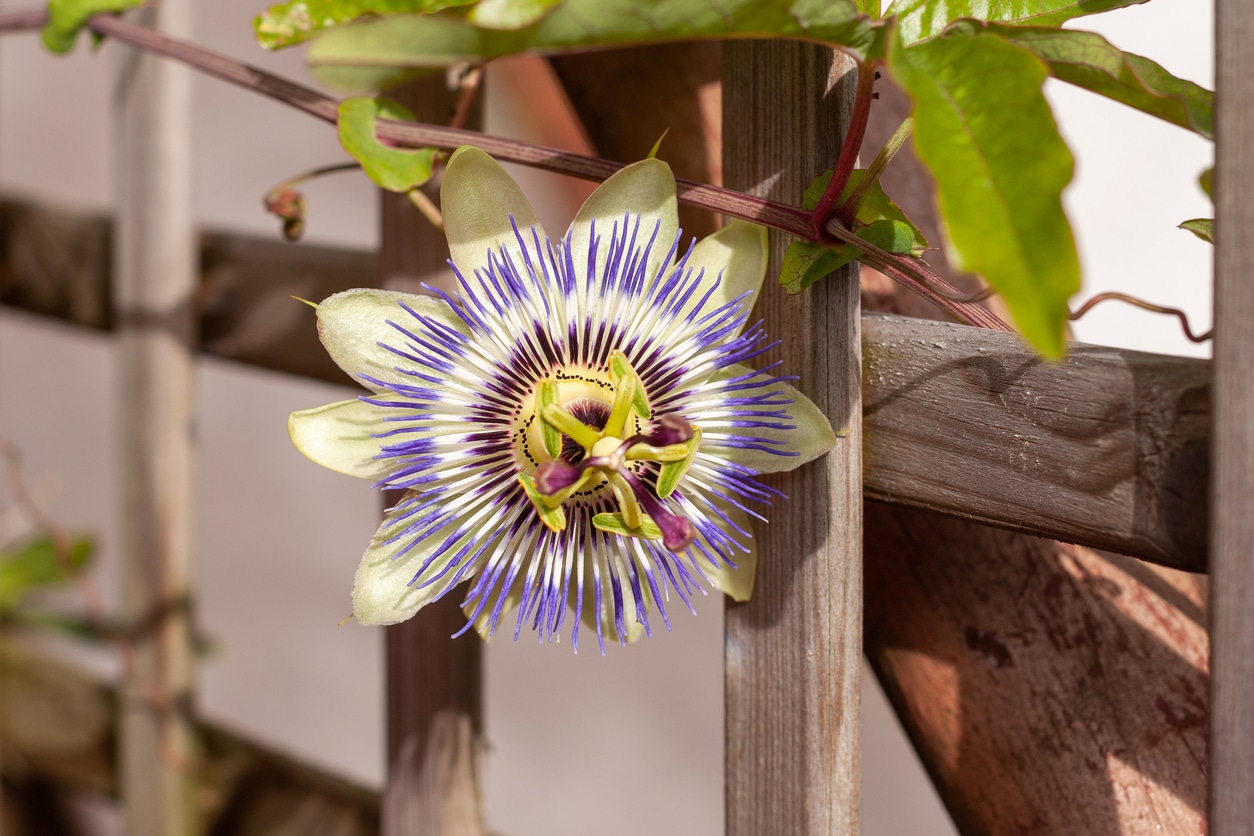 fleurs de passion grimpantes