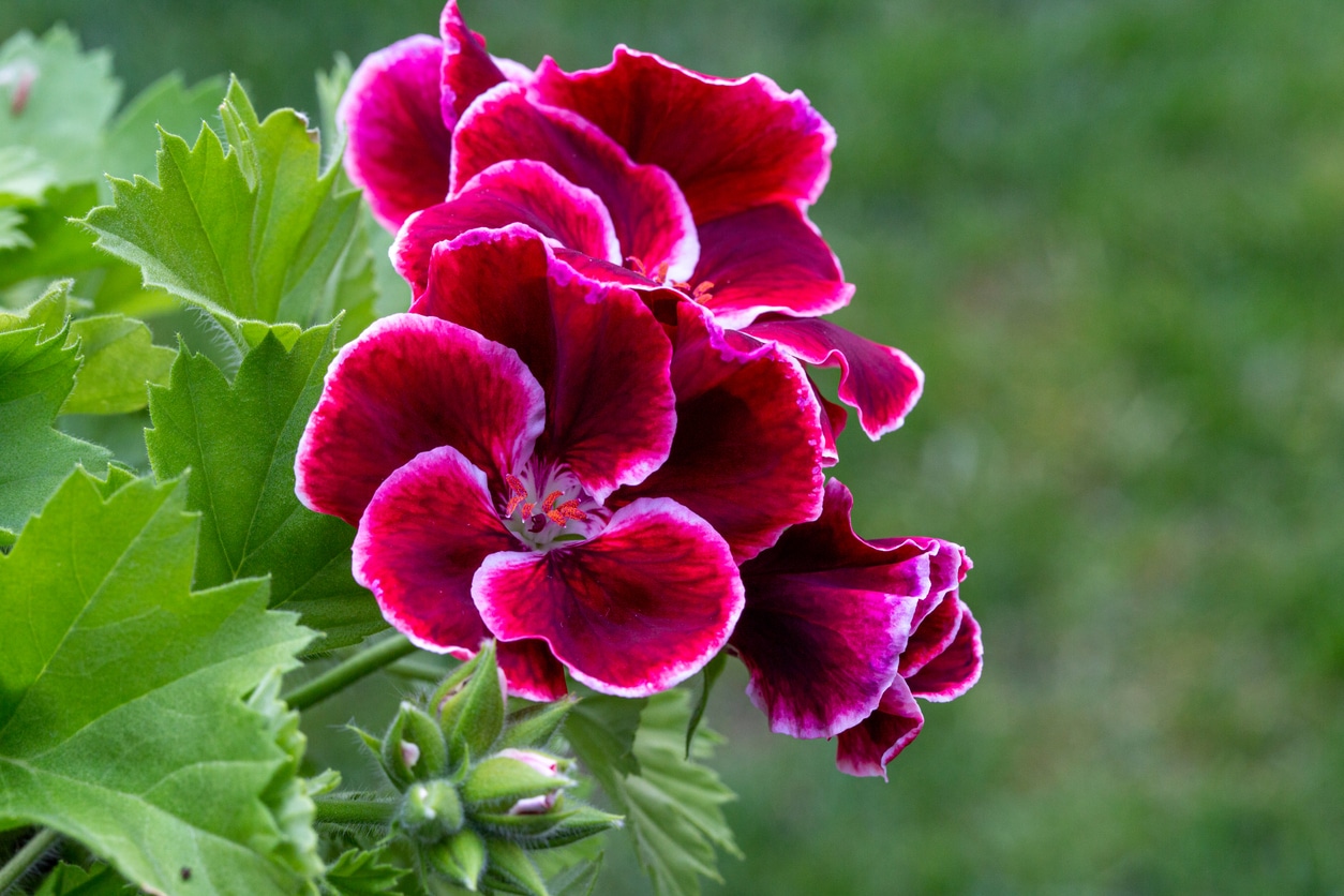 fleurs de pélargonium rouge