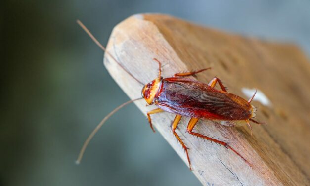 Les blattes de jardin, comment s’en débarrasser naturellement et efficacement ?