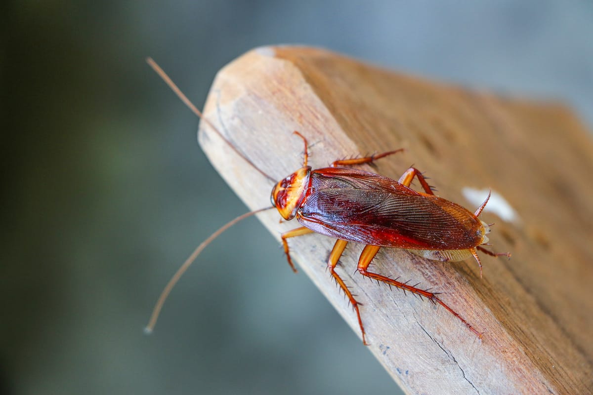 Cafard de jardin : comment s'en débarrasser ?