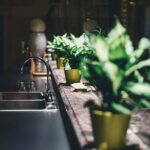 3 plantes d’intérieur à installer dans votre cuisine