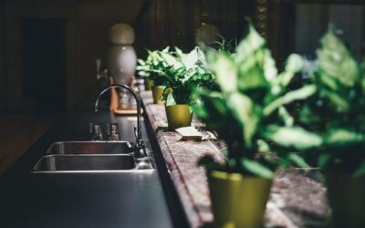 3 plantes d’intérieur à installer dans votre cuisine