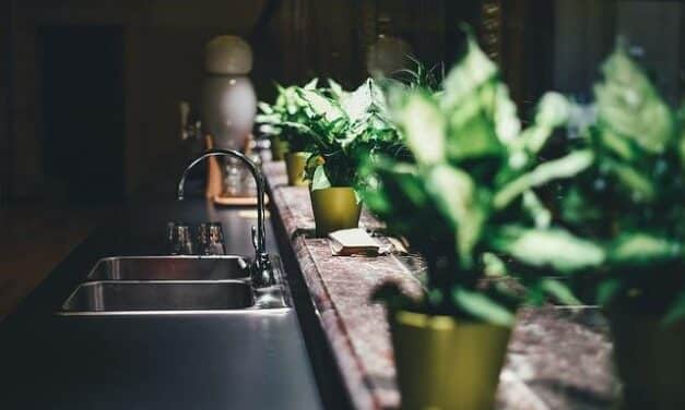 3 plantes d’intérieur à installer dans votre cuisine