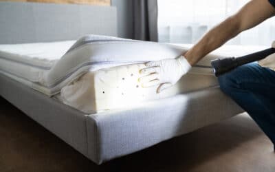 Rats, cafards, punaises de lit : quels sont les nuisibles les plus difficiles à éradiquer ?