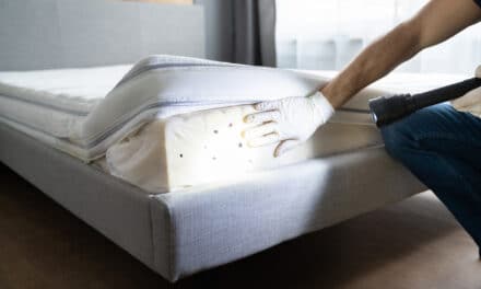 Rats, cafards, punaises de lit : quels sont les nuisibles les plus difficiles à éradiquer ?