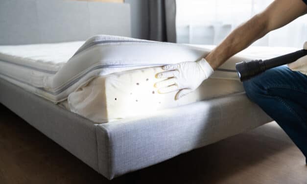 Rats, cafards, punaises de lit : quels sont les nuisibles les plus difficiles à éradiquer ?