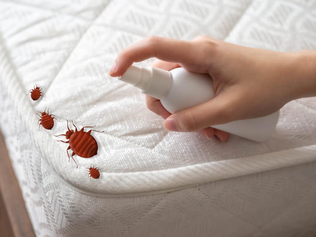 infestation désinsectisation punaises de lit